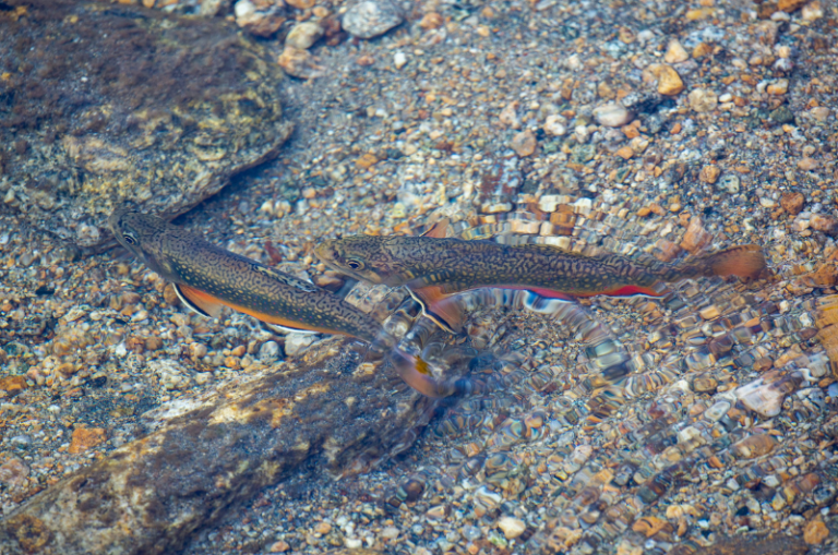 When do Brook Trout Spawn Season, Conditions and Locations