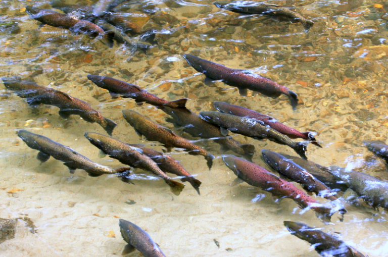 When do Salmon Spawn Spawning Times for All Species