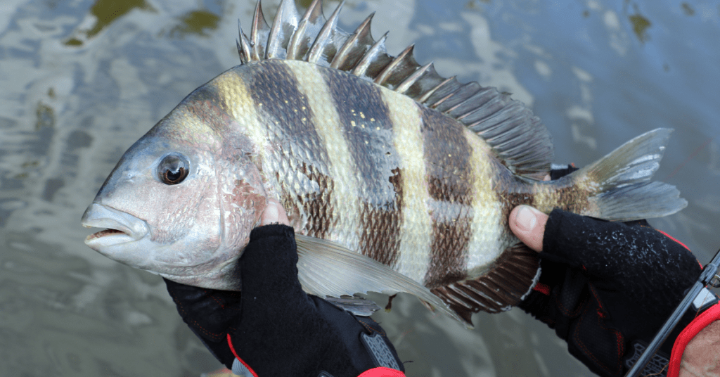 Are Sheepshead Good to Eat? (And How to Cook Them)