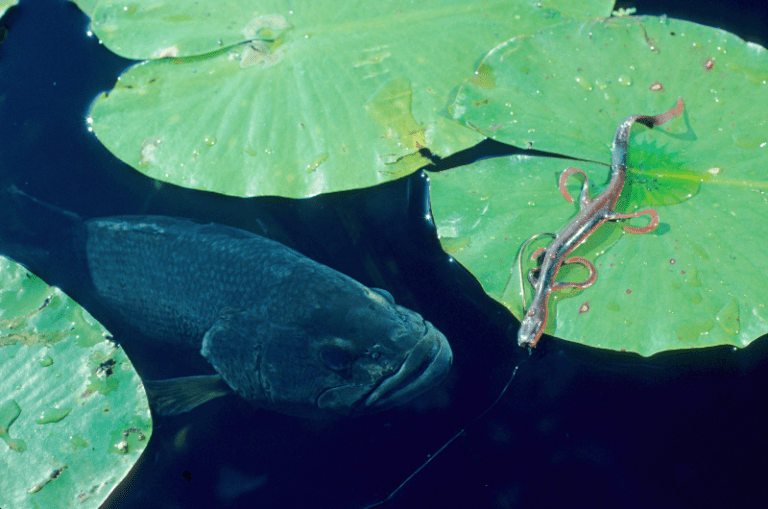 When Do Bass Spawn in Ponds and How to Catch Them