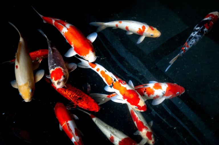 Can You Eat Koi Fish? Are They Really Edible?