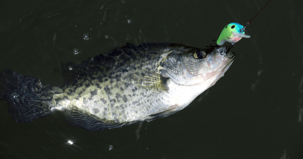 When Do Crappie Spawn and How to Catch Them