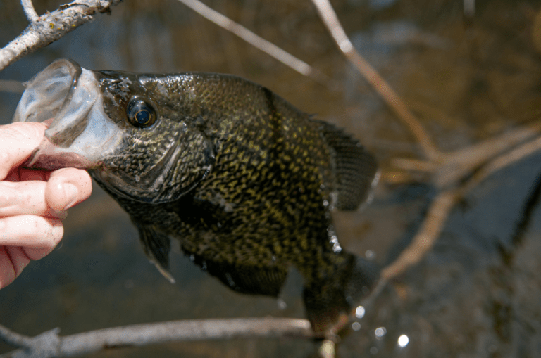 When Do Crappie Spawn and How to Catch Them