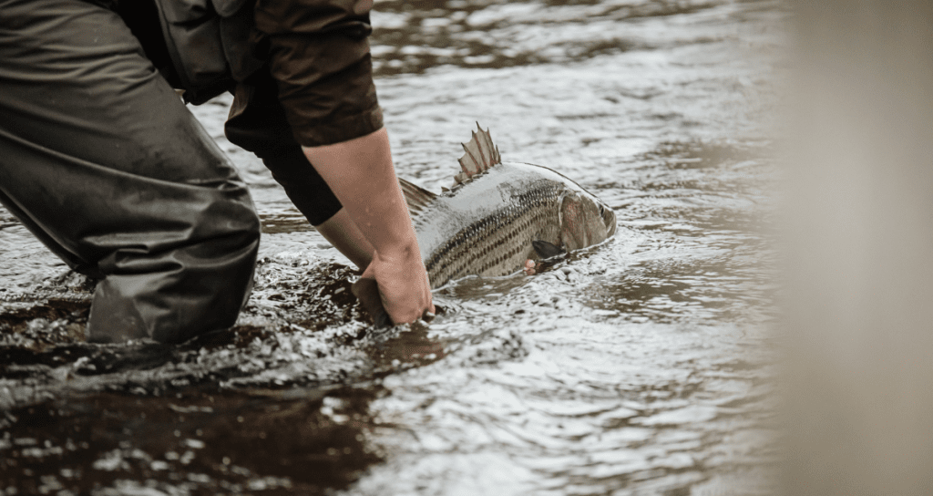 What Size Hooks for Striped Bass (and Types)