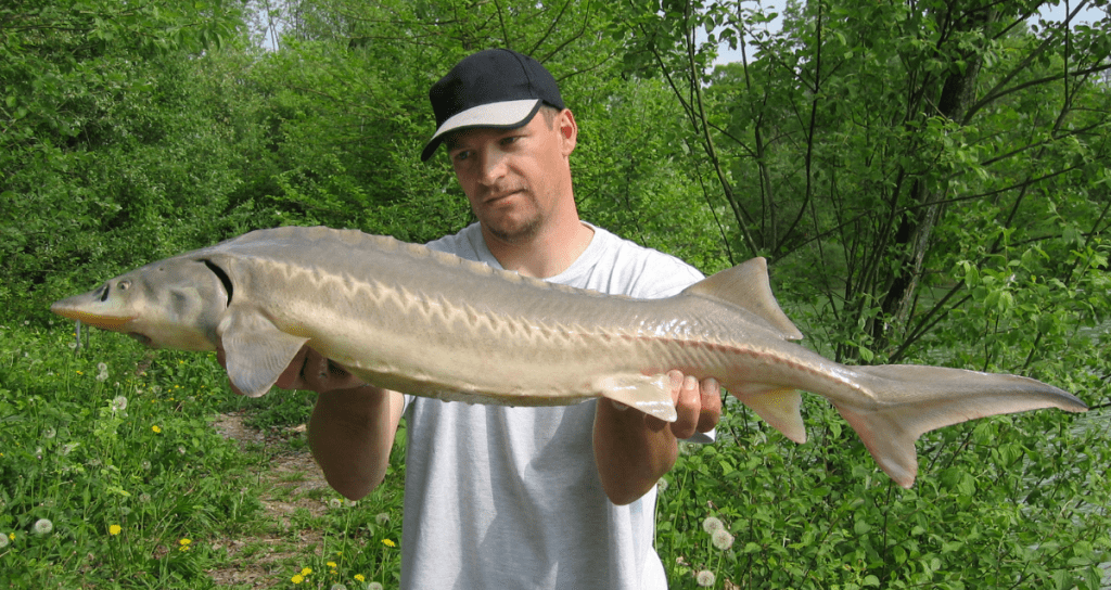 How to Catch Sturgeon Tackle, Tips and Techniques