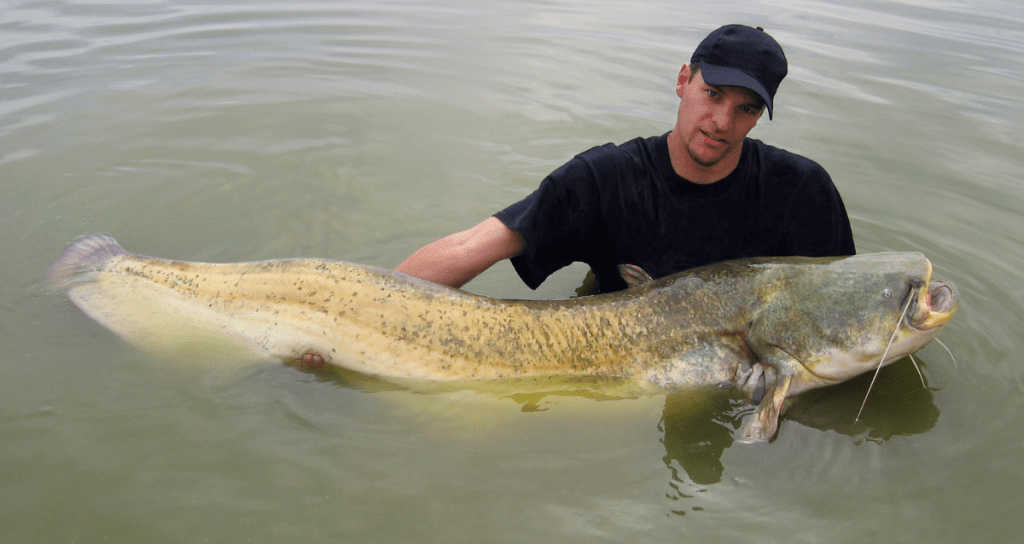 How to Catch Catfish Expert Tips for All Species