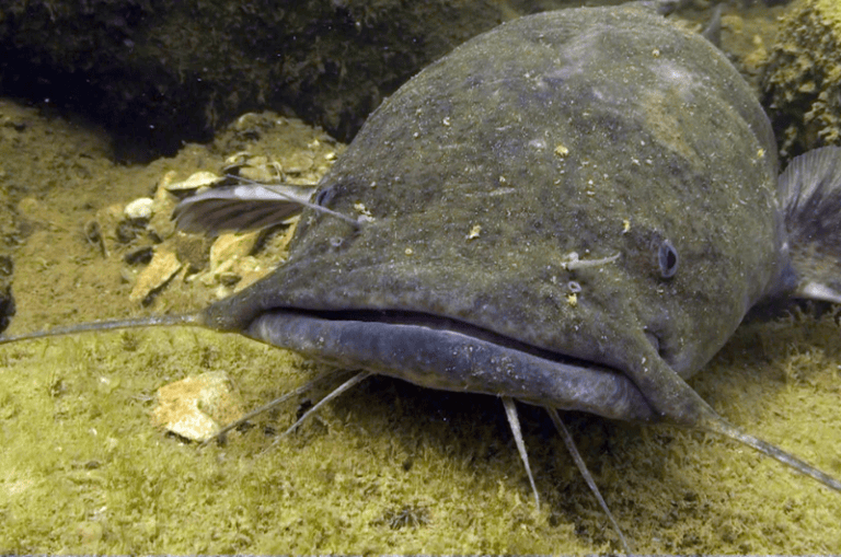 Are Catfish Bottom Feeders? All You Need to Know