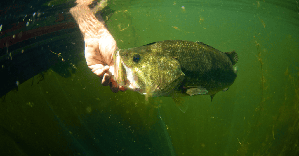 The Top 10 Bass Fishing Lakes in North Carolina Expert Guide + Map