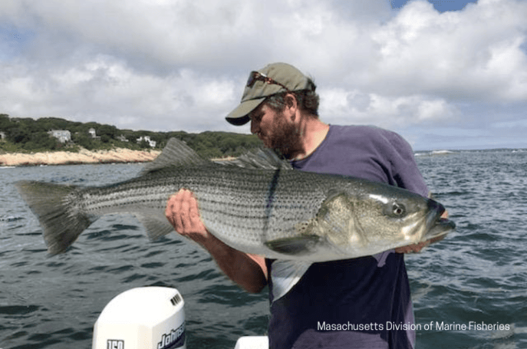 5 Best Striped Bass Fishing Spots in Massachusetts Expert Guide