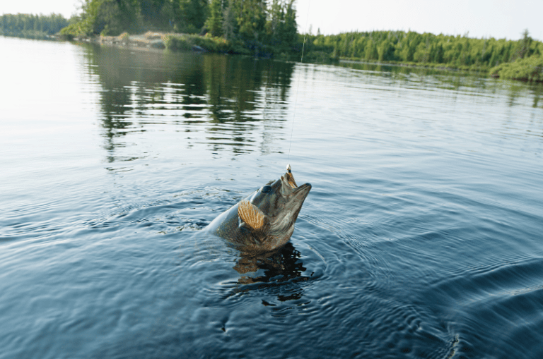 Minnesota Fishing License 2024 Costs, Types & How To Buy