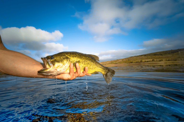 Mississippi Fishing License 2024 Cost, Types & How to Buy