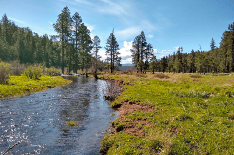 The Best Trout Fishing in Arizona 2024 14 Top Rivers and Lakes