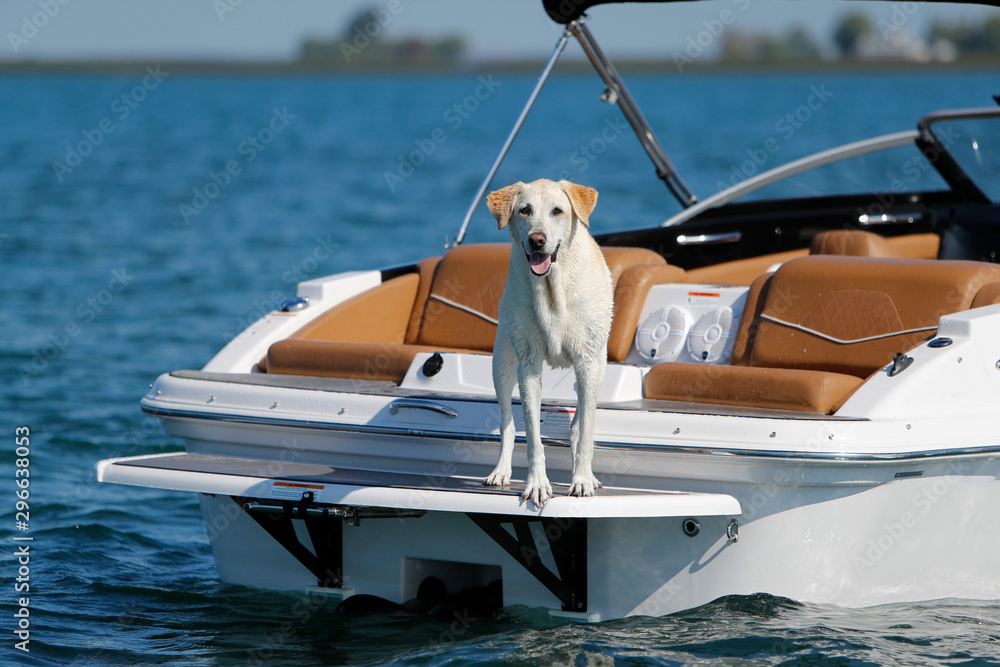 A labrador retriever dog standing on a boat.